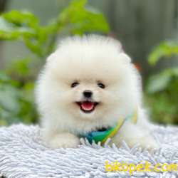 Pomeranian Boo Ayı Surat Oyuncak Tip Yavrularımız 4