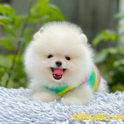 Pomeranian Boo Ayı Surat Oyuncak Tip Yavrularımız 1
