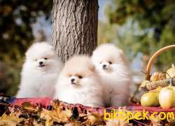 Pomeranian Boo Ayı Surat Safkan Yavrularımız 3