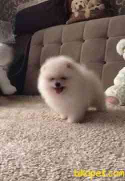 Pomeranian Boo Ayı Surat Safkan Yavrularımız 1
