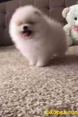 Pomeranian Boo Ayı Surat Safkan Yavrularımız 2