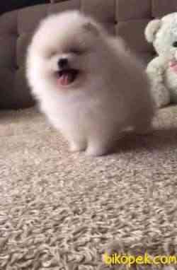 Pomeranian Boo Ayı Surat Safkan Yavrularımız 3