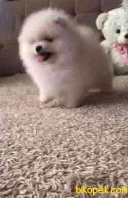 Pomeranian Boo Ayı Surat Safkan Yavrularımız 4