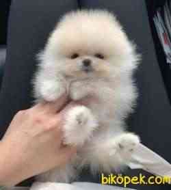 Pomeranian Boo Ayı Surat Safkan Yavrularımız 1