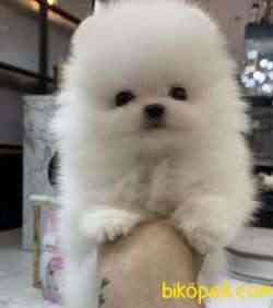 Pomeranian Boo Ayı Surat Safkan Yavrularımız 3