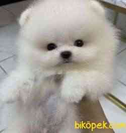 Pomeranian Boo Ayı Surat Safkan Yavrularımız 2