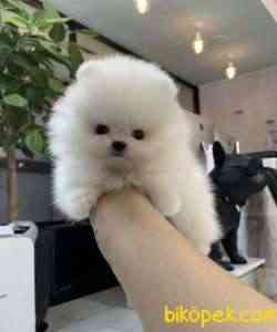 Pomeranian Boo Ayı Surat Safkan Yavrularımız 4