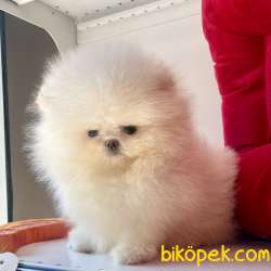 Pomeranian Boo Ayı Surat Safkan Yavrularımız