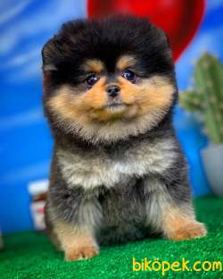 Pomeranian Boo Ayı Surat Tedbear Yavru Kızımız Tutsy 5