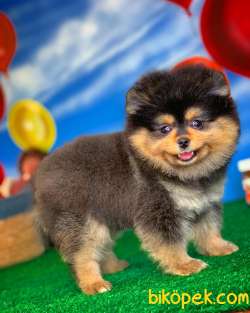 Pomeranian Boo Ayı Surat Tedbear Yavru Kızımız Tutsy 4