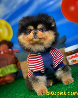 Pomeranian Boo Ayı Surat Tedbear Yavru Kızımız Tutsy 2