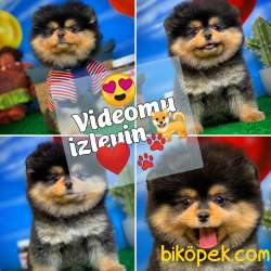 Pomeranian Boo Ayı Surat Tedbear Yavru Kızımız Tutsy 1