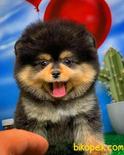 Pomeranian Boo Ayı Surat Tedbear Yavru Kızımız Tutsy 3
