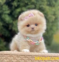 Pomeranian Boo Ayı Surat Teddy Bear Yavrularımız 3