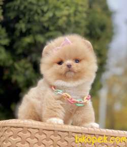 Pomeranian Boo Ayı Surat Teddy Bear Yavrularımız 4