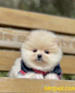 Pomeranian Boo Ayı Surat Yavrular 3