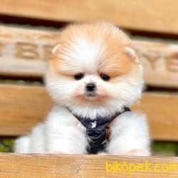 Pomeranian Boo Ayı Surat Yavrular 2