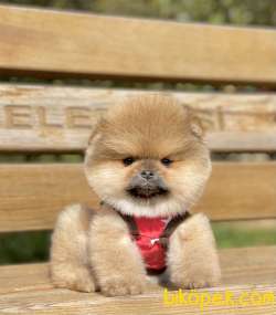 Pomeranian Boo Ayı Surat Yavrular 4
