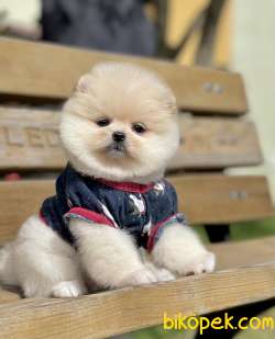 Pomeranian Boo Ayı Surat Yavrular 5