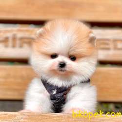 Pomeranian Boo Ayı Surat Yavrular 1