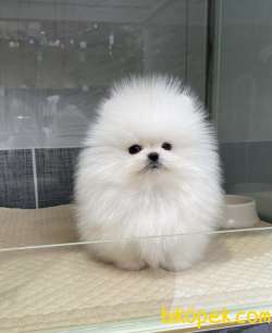 Pomeranian Boo Ayı Surat Yavrularımız 2