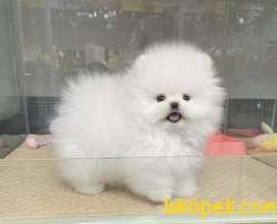 Pomeranian Boo Ayı Surat Yavrularımız 3