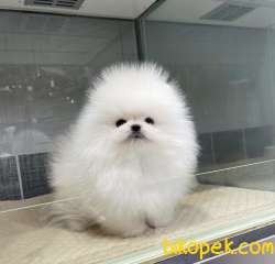 Pomeranian Boo Ayı Surat Yavrularımız 5