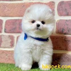 Pomeranian Boo Ayı Surat Yavrularımız 4