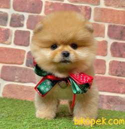 Pomeranian Boo Ayı Surat Yavrularımız 3
