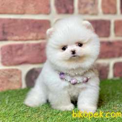 Pomeranian Boo Ayı Surat Yavrularımız 2