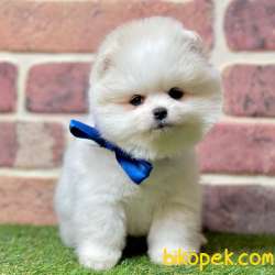 Pomeranian Boo Ayı Surat Yavrularımız 1
