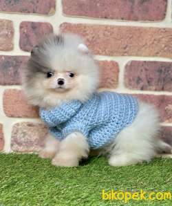 Pomeranian Boo Ayı Surat Yavrularımız 5