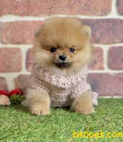 Pomeranian Boo Ayı Surat Yavrularımız 4