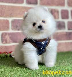 Pomeranian Boo Ayı Surat Yavrularımız 5