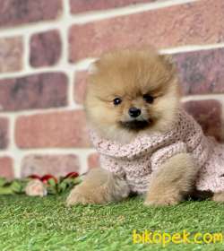 Pomeranian Boo Ayı Surat Yavrularımız 1