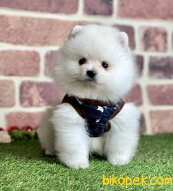 Pomeranian Boo Ayı Surat Yavrularımız 2