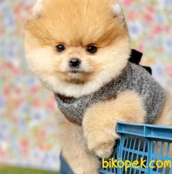 Pomeranian Boo Ayı Surat Yavrularımız 1