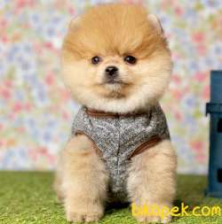 Pomeranian Boo Ayı Surat Yavrularımız 2