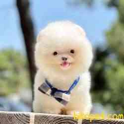 Pomeranian Boo Ayı Surat Yavrularımız 1