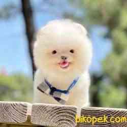 Pomeranian Boo Ayı Surat Yavrularımız 3