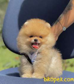 Pomeranian Boo Ayı Surat Yavrularımız 1