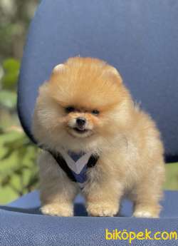 Pomeranian Boo Ayı Surat Yavrularımız 4