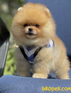 Pomeranian Boo Ayı Surat Yavrularımız 3