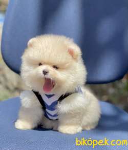 Pomeranian Boo Ayı Surat Yavrularımız 3