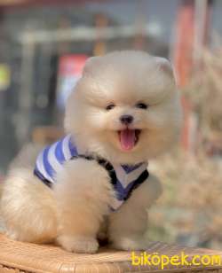 Pomeranian Boo Ayı Surat Yavrularımız 2