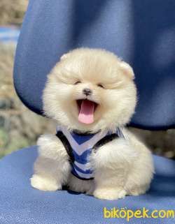 Pomeranian Boo Ayı Surat Yavrularımız 4