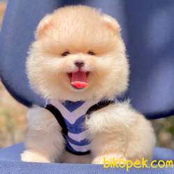Pomeranian Boo Ayı Surat Yavrularımız 1