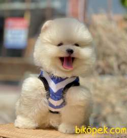 Pomeranian Boo Ayı Surat Yavrularımız 5