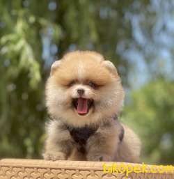 Pomeranian Boo Ayı Surat Yavrularımız 2