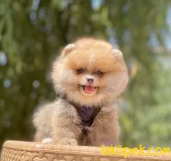 Pomeranian Boo Ayı Surat Yavrularımız 3